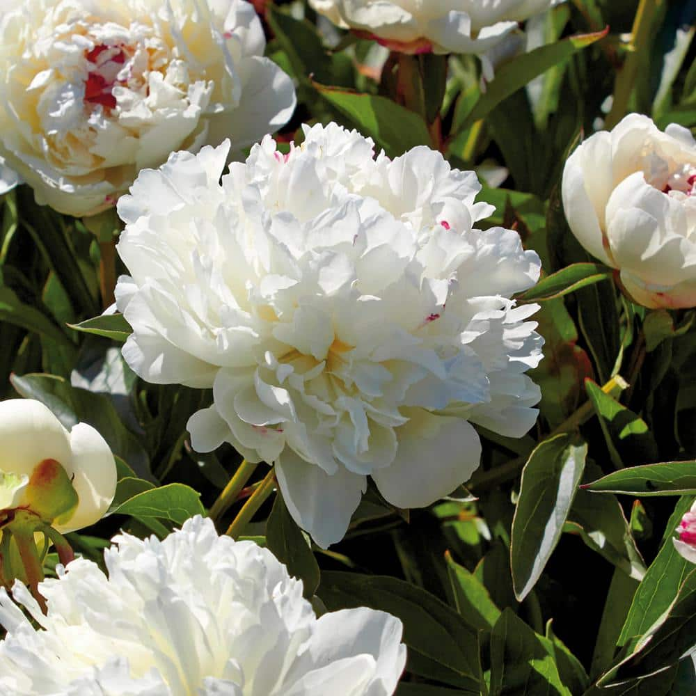 VAN ZYVERDEN Peonies Festiva Maxima Roots (Set of 3) 832921