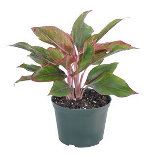 United Nursery Aglaonema Sapphire Suzanne Live Plant in 6 inch Grower Pot 27148