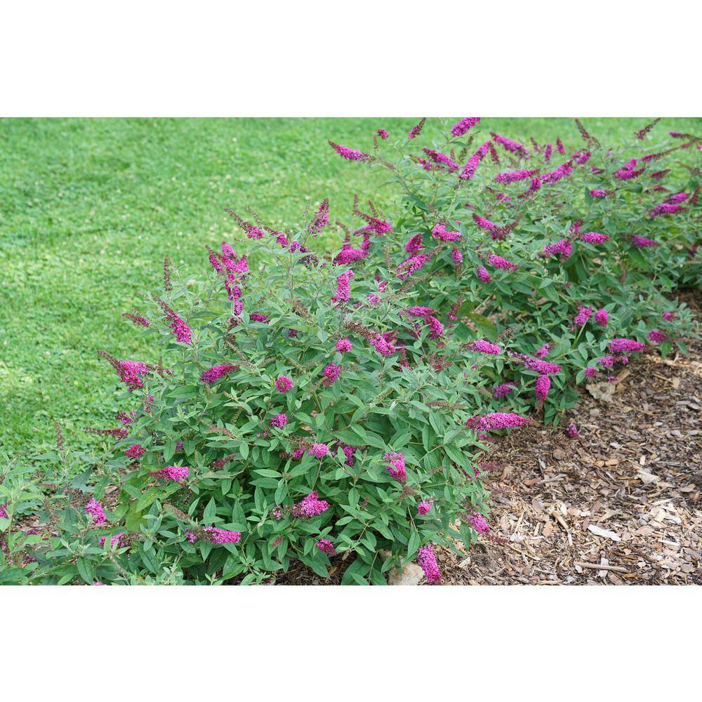 PROVEN WINNERS 4.5 in. Qt. Lo and Behold 'Ruby Chip' Butterfly Bush (Buddleia) Live Shrub Red Flowers BUDPRC1107800