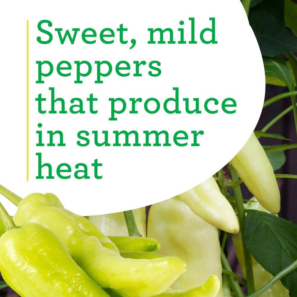 Bonnie Plants 19 oz. Sweet Banana Pepper Plant 1003800511