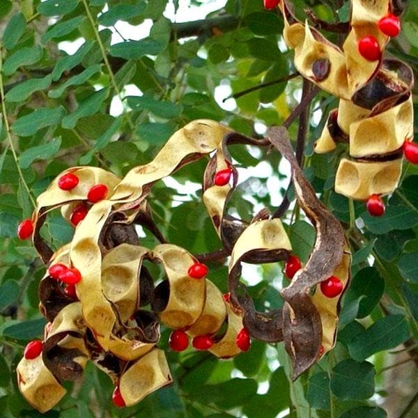 Adenanthera Pavonina, Ratan Gunj - Plant