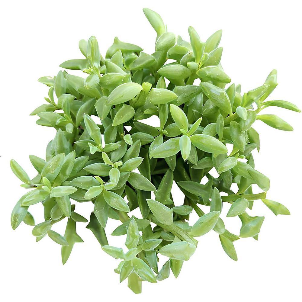 Senecio Peregrinus Succulent (1-Pack) Succulents-2