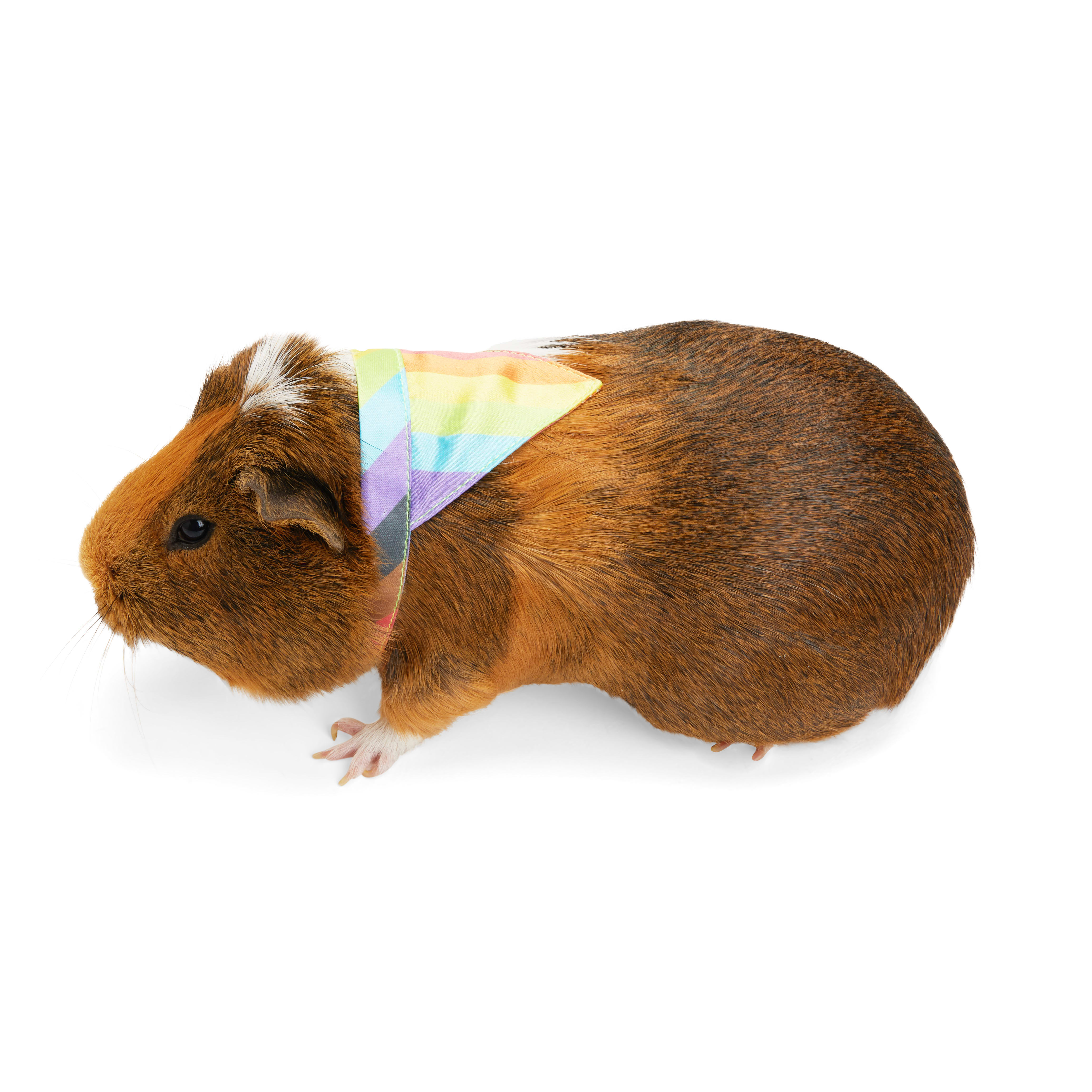 YOULY Guinea Pig Pride Bandana