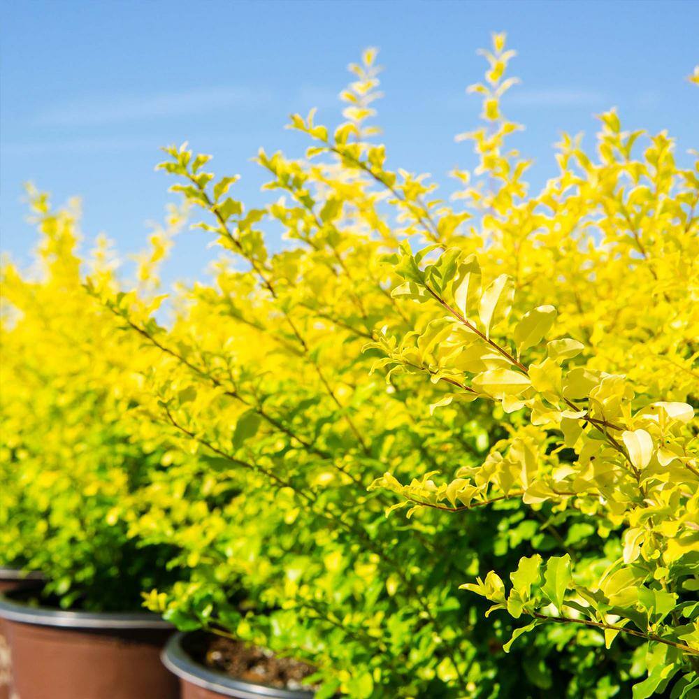 Perfect Plants Sunshine Ligustrum in 3 Gal. Grower's Pot Beautiful Unique Foliage THD00320