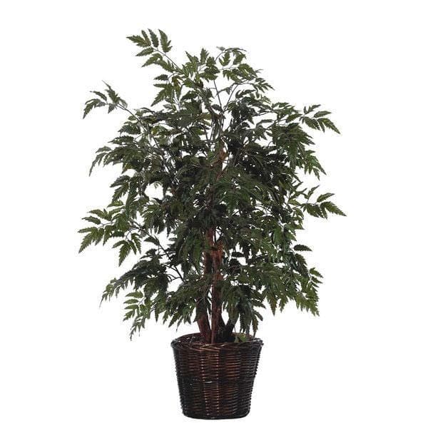 Aralia Black - Plant