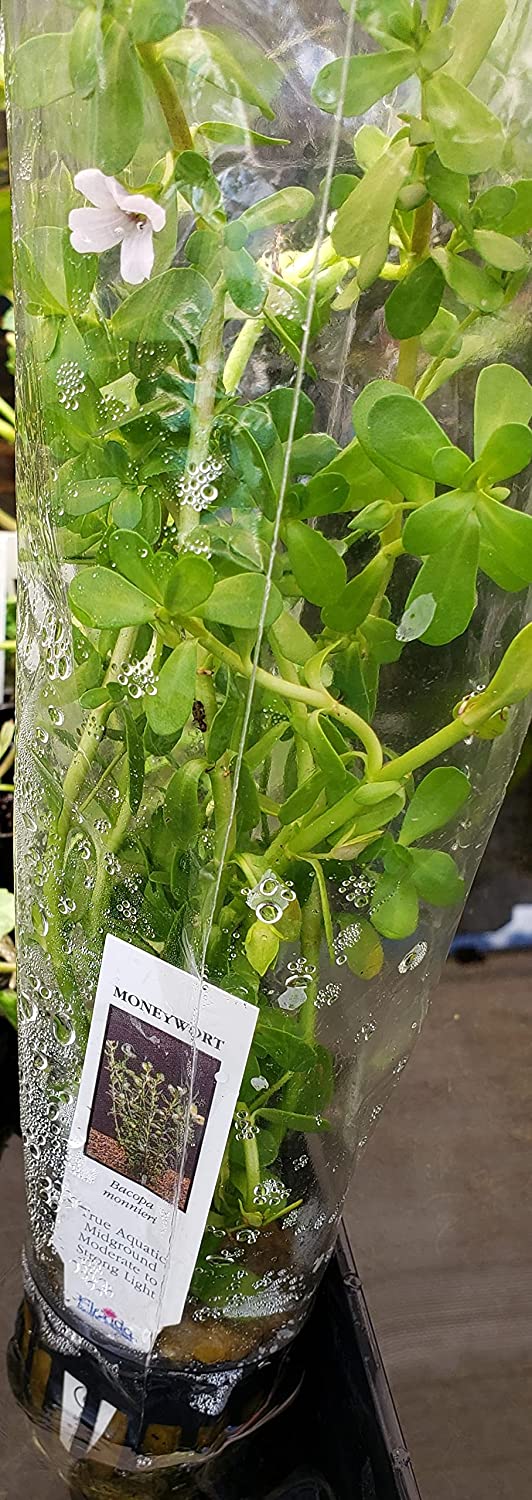 Moneywort (Bacopa Monnieri) Potted Live Aquatic Plant