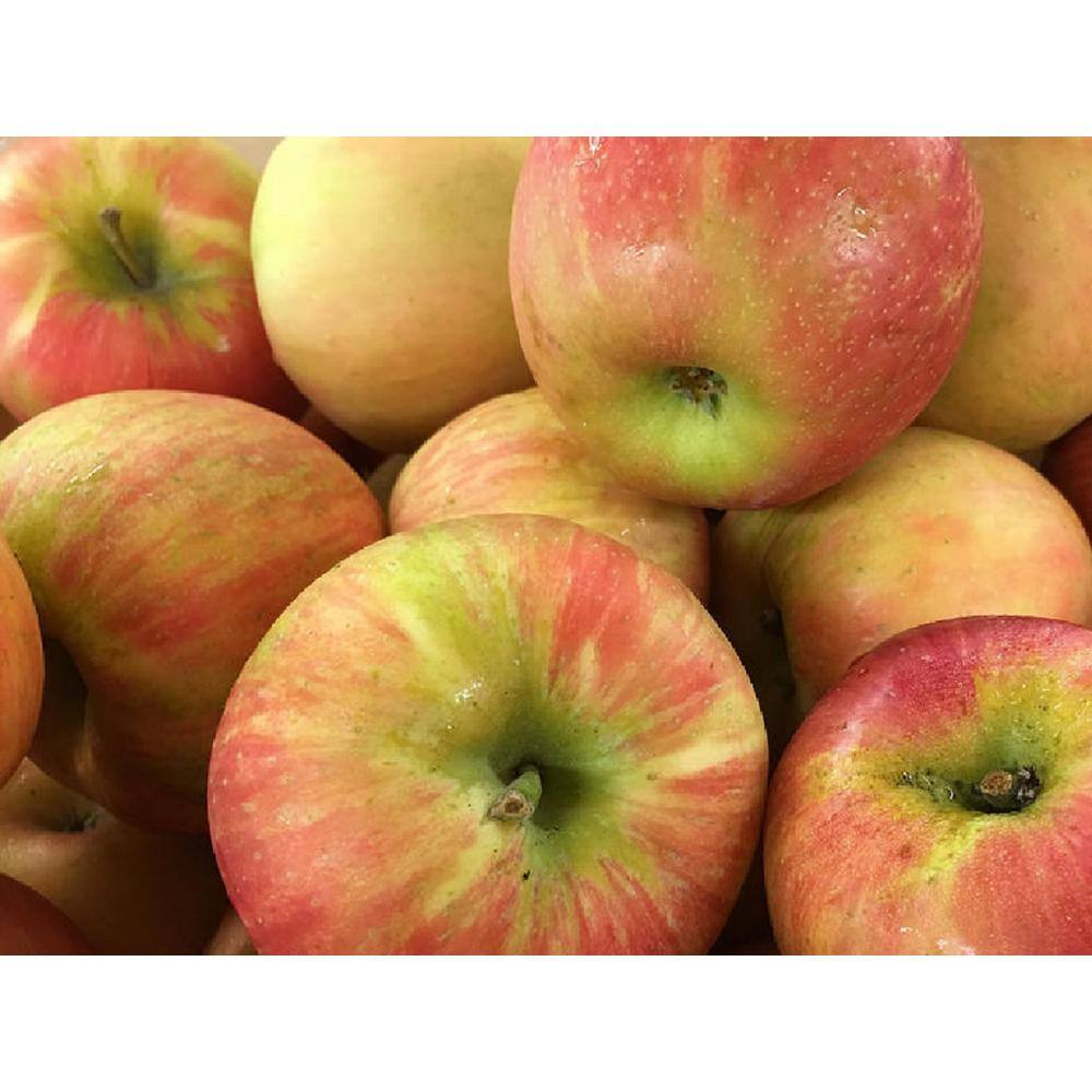 Online Orchards Dwarf Honeycrisp Apple Tree Bare Root Apple