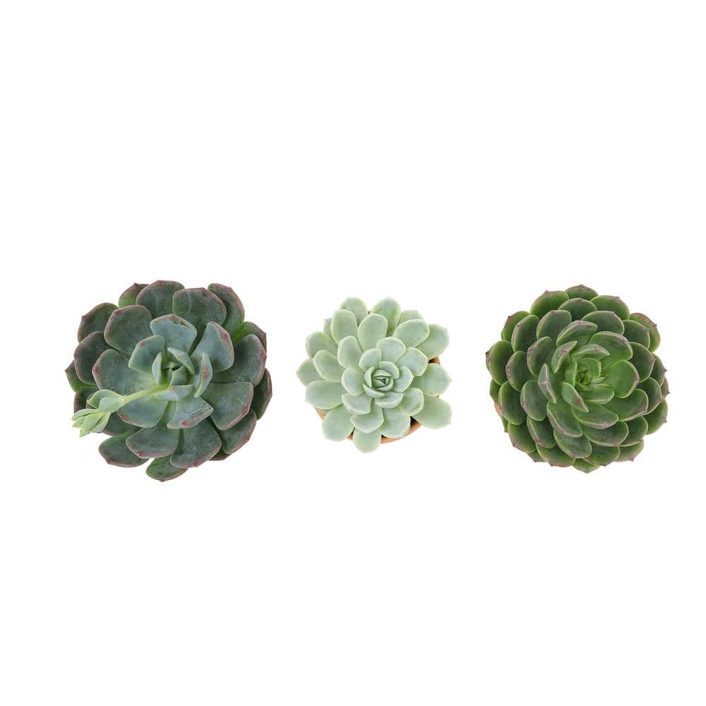 SMART PLANET 2.5 in. Echeveria Assorted Varieties in Terra Cotta Decco Pots (3-Pack) 0872532