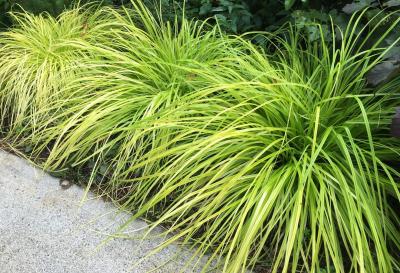 Classy Groundcovers - Everillo Sedge  {25 Pots - 3 1/2 inch Square}