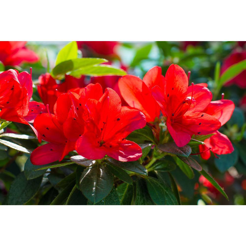 BELL NURSERY 1 Gal. Azalea Johanna Live Flowering Evergreen Shrub Red Flowers AZLEA1JOH1PK