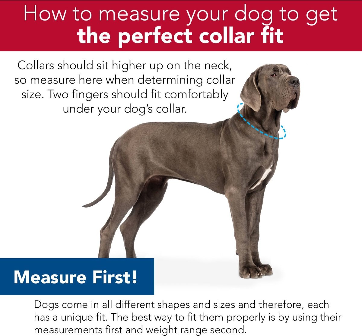 Accent Fashion Metallic Adjustable Dog Collar