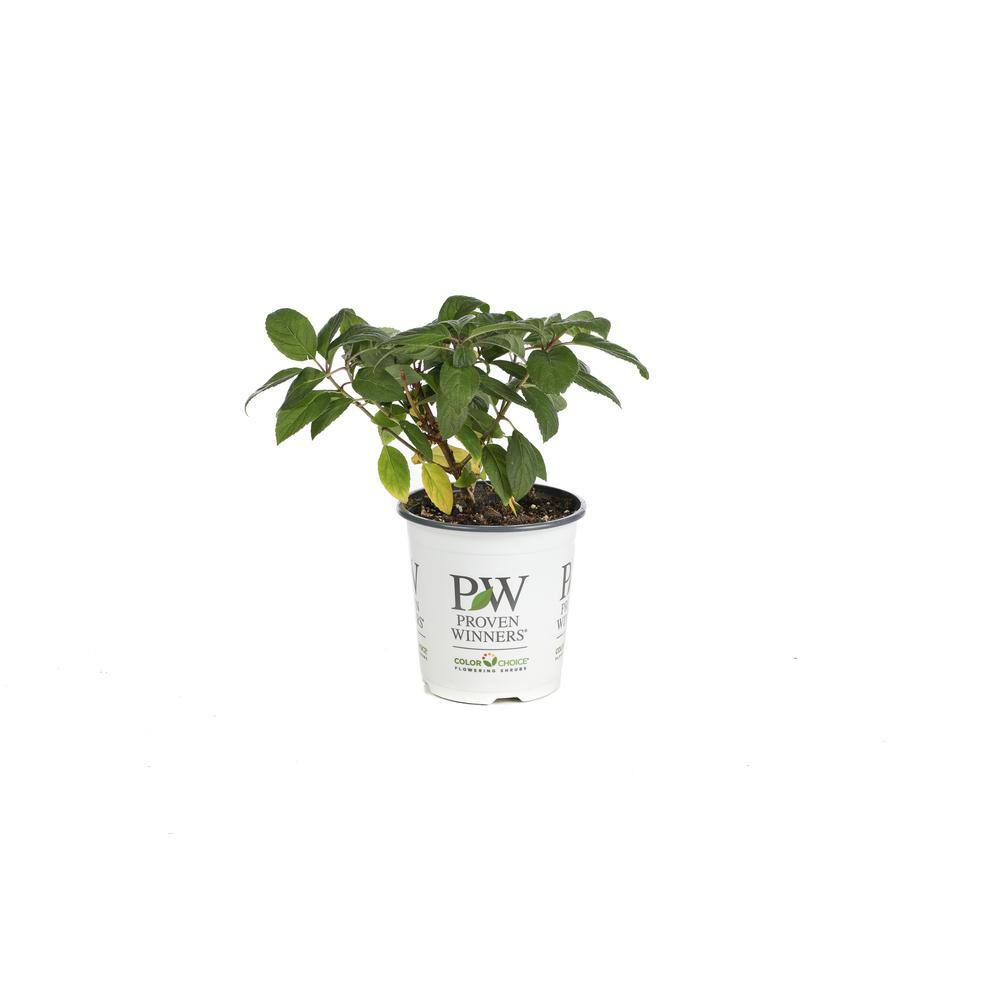 PROVEN WINNERS 4.5 in. Qt. Bobo Hardy Hydrangea (Paniculata) Live Shrub White to Pink Flowers HYDPRC1087800