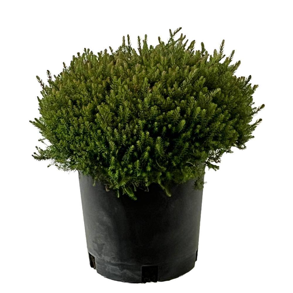 1.5 Gal. Kramer's Rote Heather Evergreen Live Shrub with Bright Pink Flowers O225102