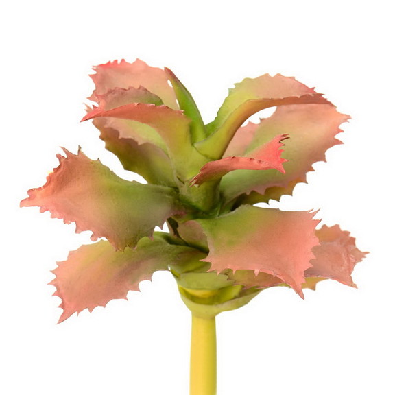 Vickerman FO180101 5 Red/Green Adromischcus Pick ...