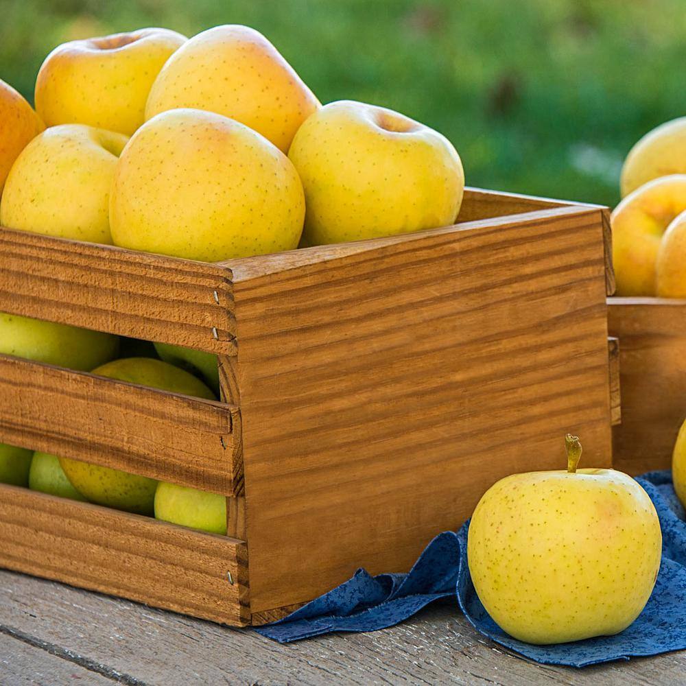 Spring Hill Nurseries Transparent Yellow Apple Live Potted Deciduous Standard Fruiting Tree (1-Pack) 92348