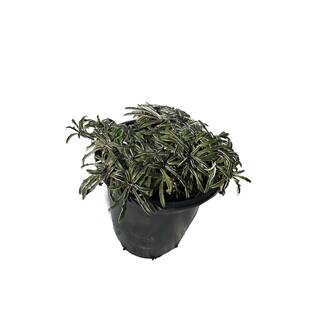 Zeus  Ruta Silver Carpet Dymondia Perennia Plant (5-Pack) Stonecrop158