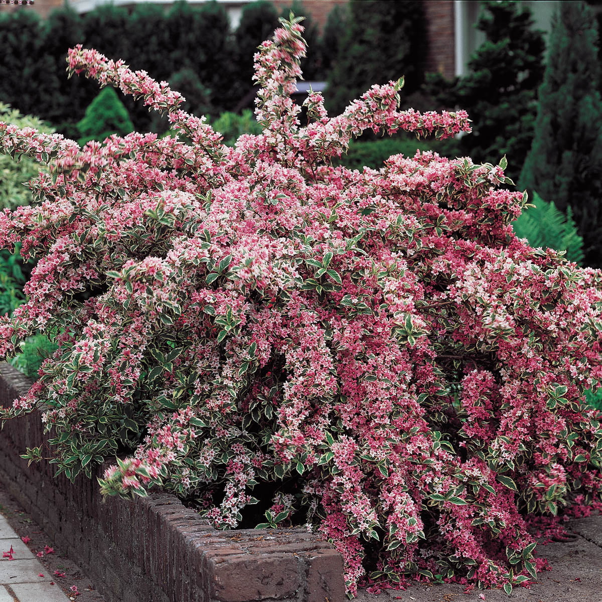 Pink Splash Weigela Dormant Jumbo Bare Root Starter Flowering Shrub (1-Pack)