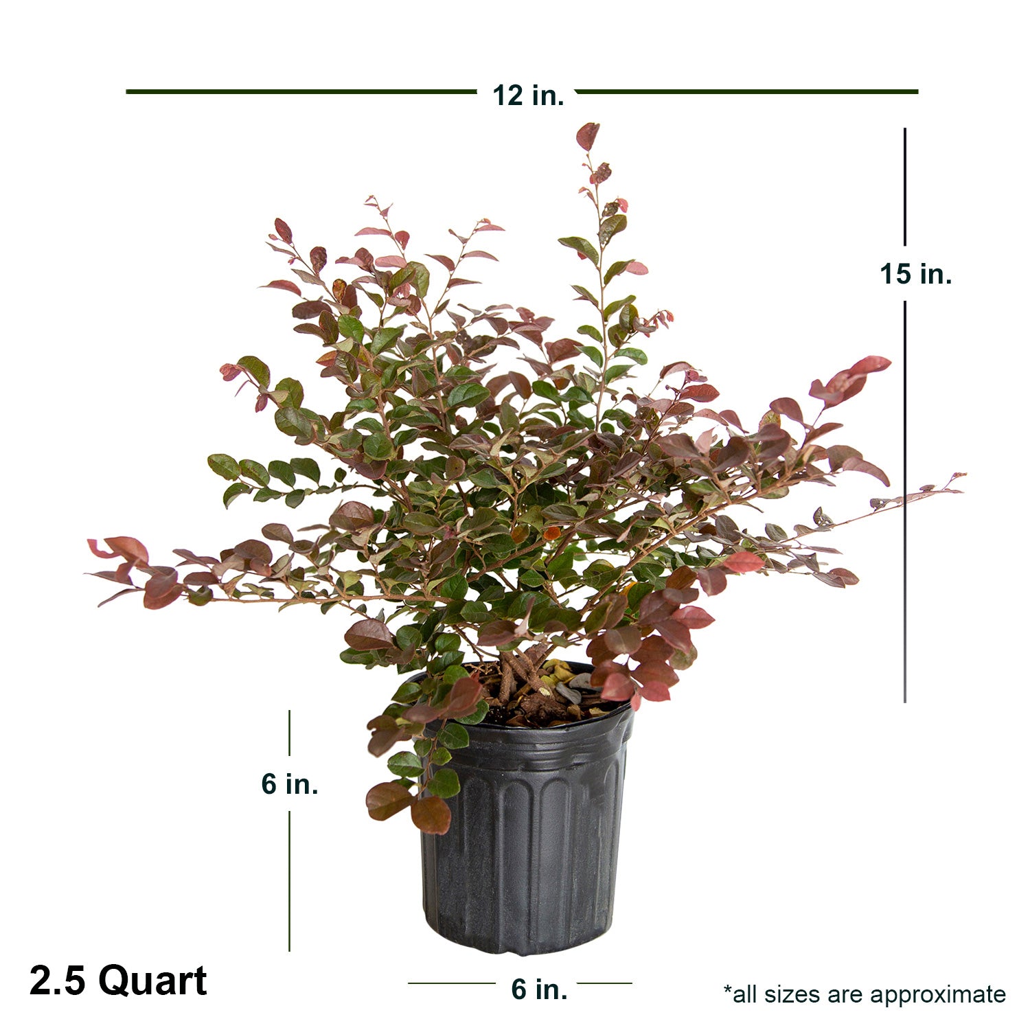 Ruby Loropetalum 'Chinese Fringe Flower' (2.5 Quart) Pink Blooming Evergreen Shrub with Purple Foliage - Full Sun Live Outdoor Plant