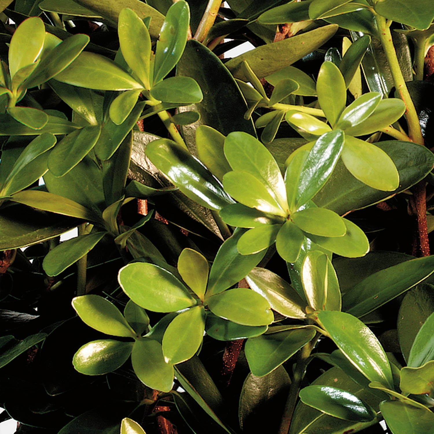 Bigfoot Cleyera (3 Gallon) Large Evergreen Shrub with Glossy Foliage - Full Sun to Part Shade Live Outdoor Plant - Southern Living Plant Collection