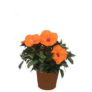 Costa Farms Orange Premium Hibiscus Tropical Live Outdoor Plant in 3 Qt. Grower Pot Avg. Shipping Height 1-2 ft. Tall 10HIBBUSHORANGE