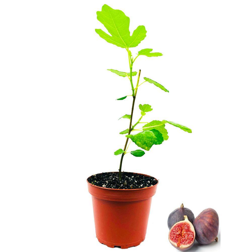 Wekiva Foliage Olympian Fig Tree - Live Plant in a 4 in. Pot - Ficus Carica 'Olympian' - Edible Fruit Tree for The Patio and Garden XY-CEDV-FYQ5