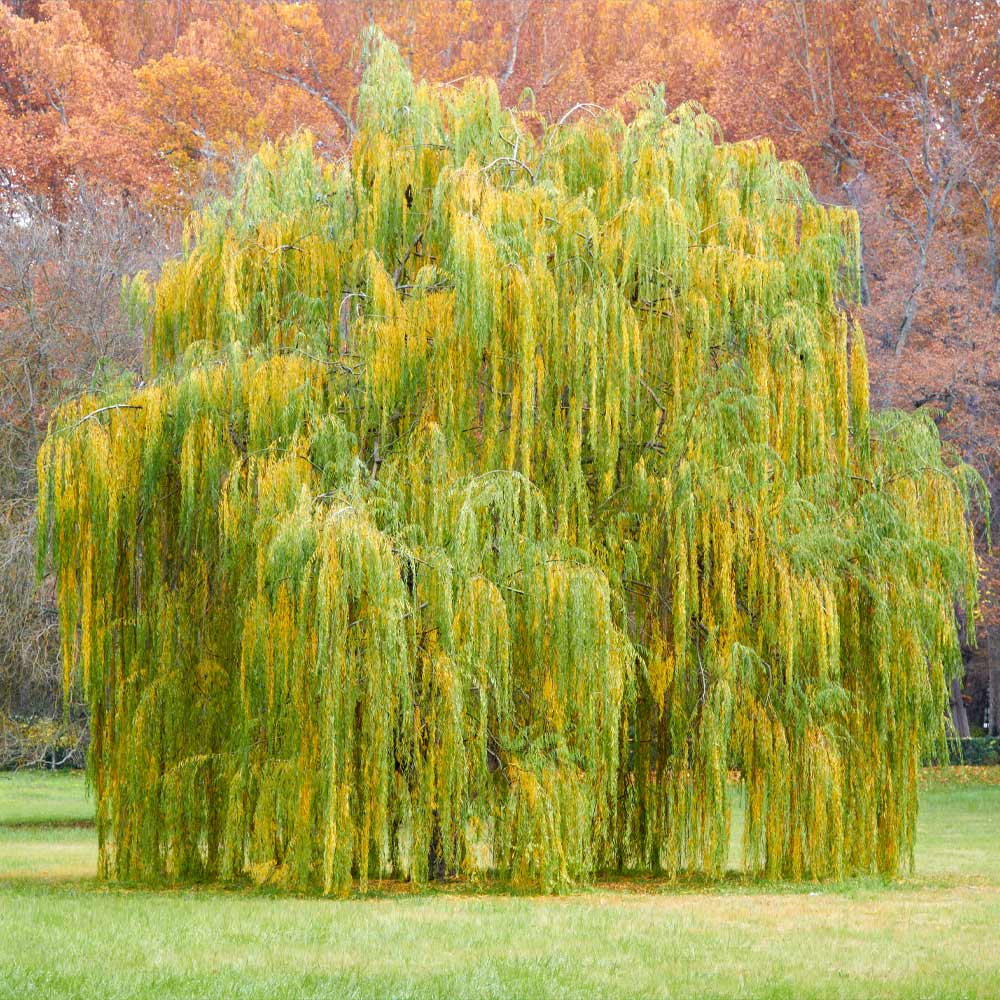 Weeping Willow