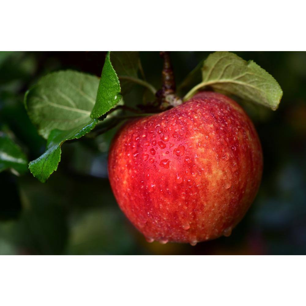 Online Orchards Cold Hardy Autumn-Ripening Incredibly Sweet Apples Prairie Spy Apple Tree (Bare-Root 3 ft. to 4 ft. Tall 2-Years Old) FTAP012