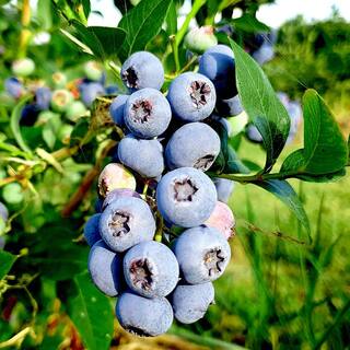 5 Gal. Elliott Northern Highbush Blueberry Tree BLUELL05G