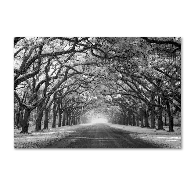 Trademark Fine Art Mike Jones Photo x27 wormsloe Inf Light x27 Canvas Art