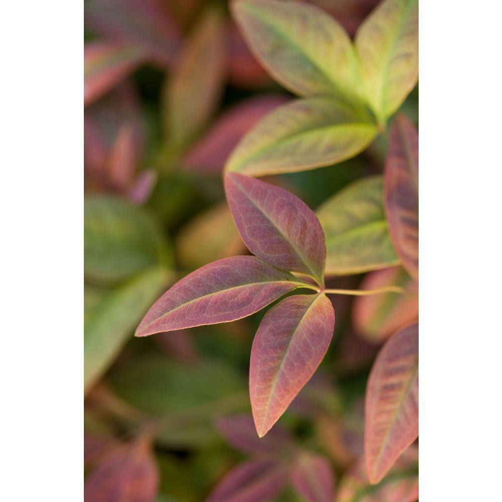 SOUTHERN LIVING 2 Gal. Nandina Blush Pink Shrub with Pink and Red Foliage 14394