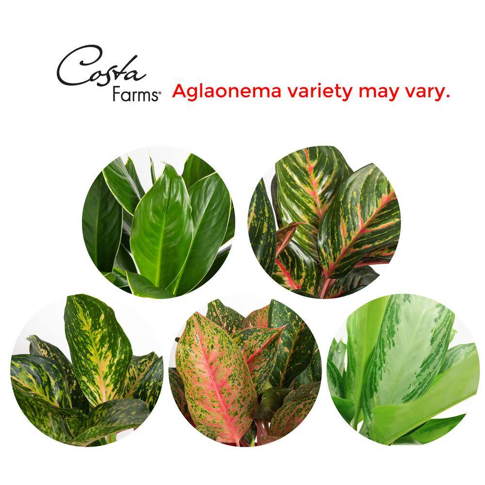 Costa Farms Aglaonema Silver Bay Indoor Plant in 9.25 in. Grower Pot Avg. Shipping Height 2-3 ft. Tall 10AGLO