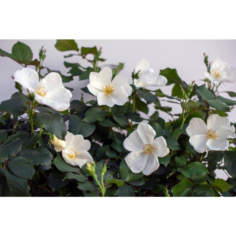 KNOCK OUT Dormant Bareroot White Knock Out Own Root Rose Bush with White Flowers 93210