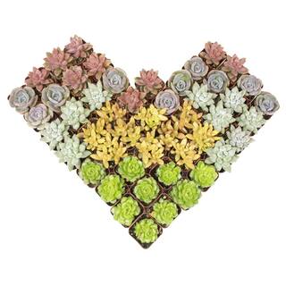 SMART PLANET 2 in. Square Succulent Assortment (50-Pack) 0872695