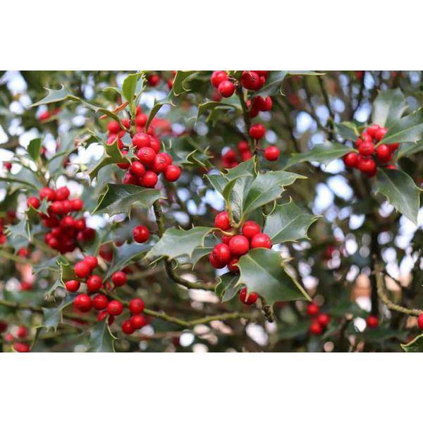 Online Orchards 1 Gal. Red Beauty Holly Shrub Symmetrical Grower with Rich Glossy Leaves and Abundant Bright Red Berries EGHY002