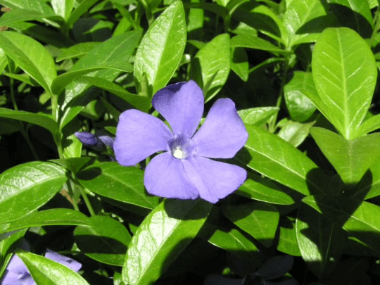 3 Vinca Plants Periwinkle/Vinca - Hardy Groundcover in 4 inch Pots