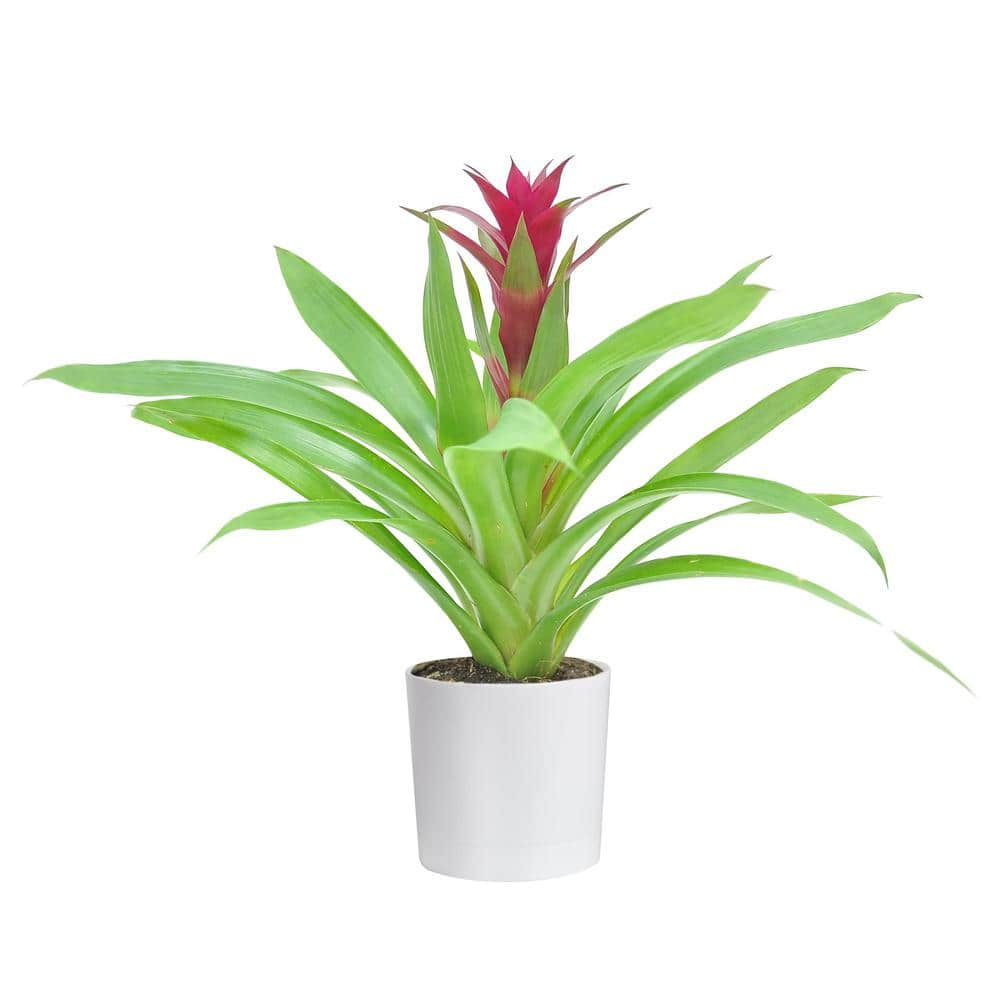 Costa Farms Grower's Choice Bromeliad Indoor Plant in 4 in. White Pot Avg. Shipping Height 1-2 ft. Tall CO.BRO4.3.WHT.G