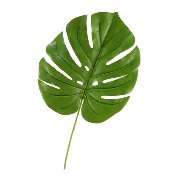 Jumbo Split Leaf Philo