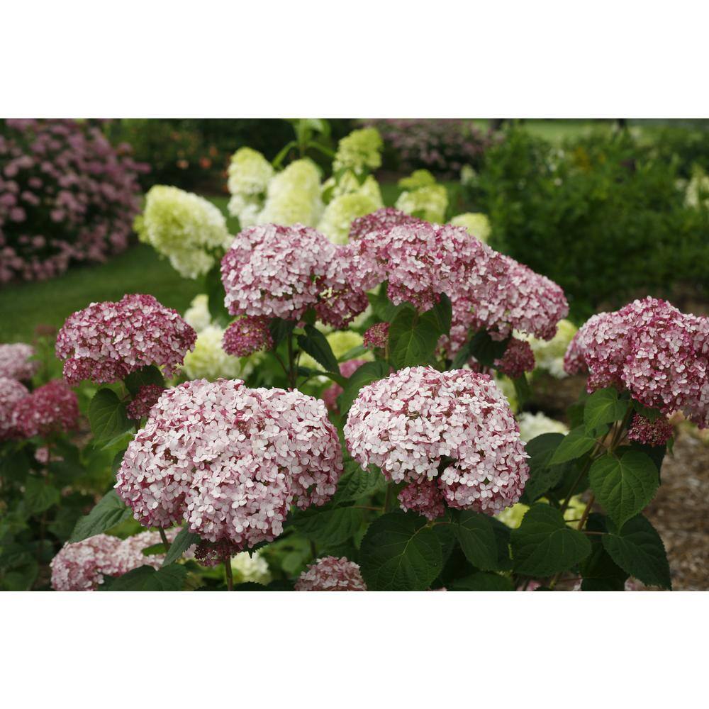 PROVEN WINNERS 1 Gal. Incrediball Blush Smooth Hydrangea (Arborescens) Live Shrub Light Pink Flowers HYDPRC1146101