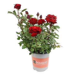 ALTMAN PLANTS My Bouquet 8 qt. Rose Creamy White Blossom With Red Edges (White Lies) 0872932