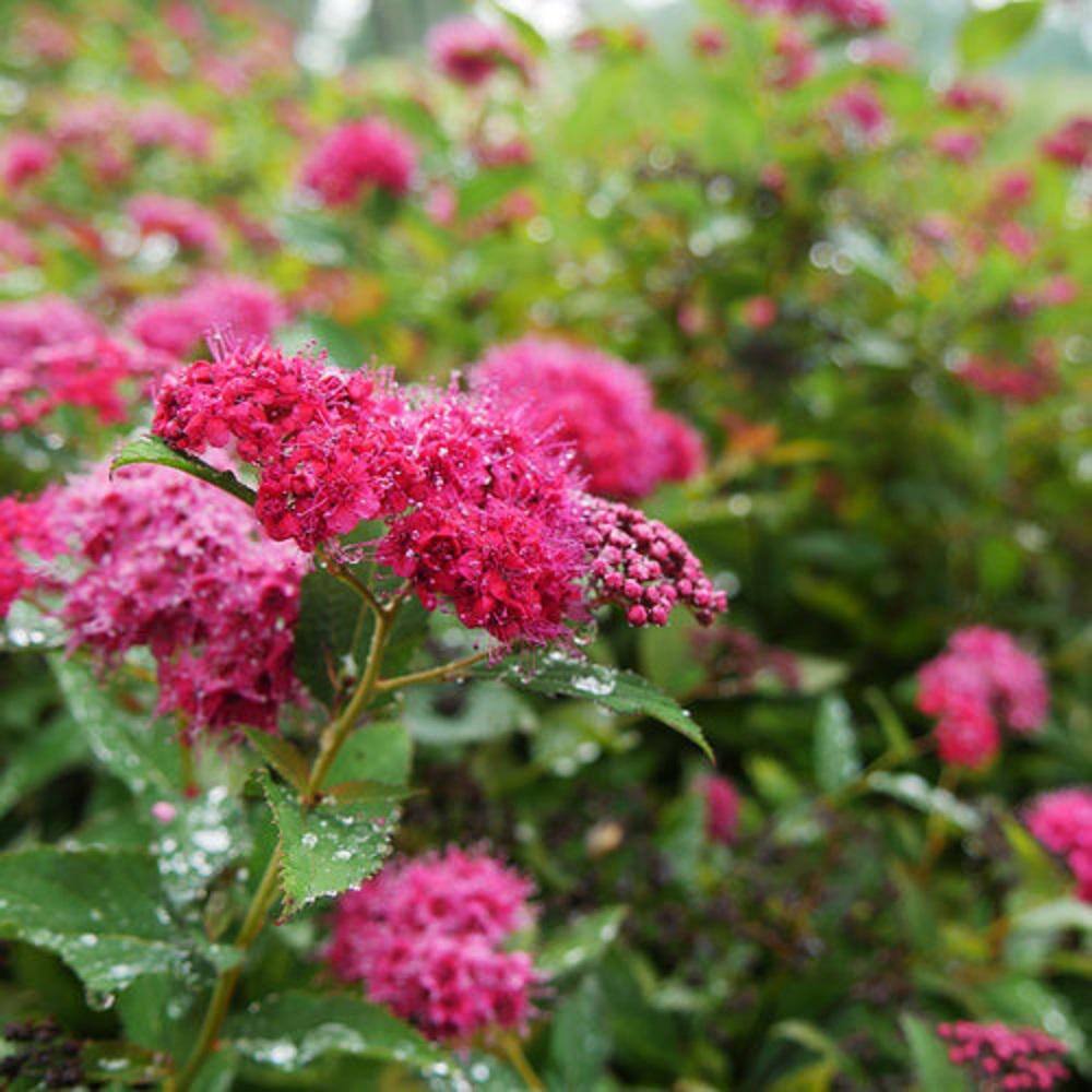 PROVEN WINNERS 2 Gal. Double Play Doozie Spirea Flowering Live Shrub with Deep Red Flowers PWSPA2DPY1PK