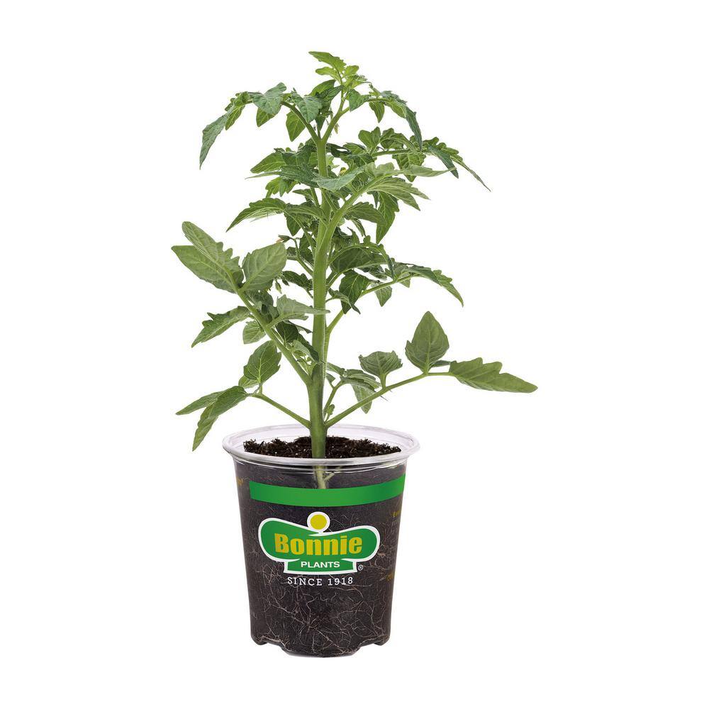 Bonnie Plants 19 oz. Jet Star Tomato Plant 0257