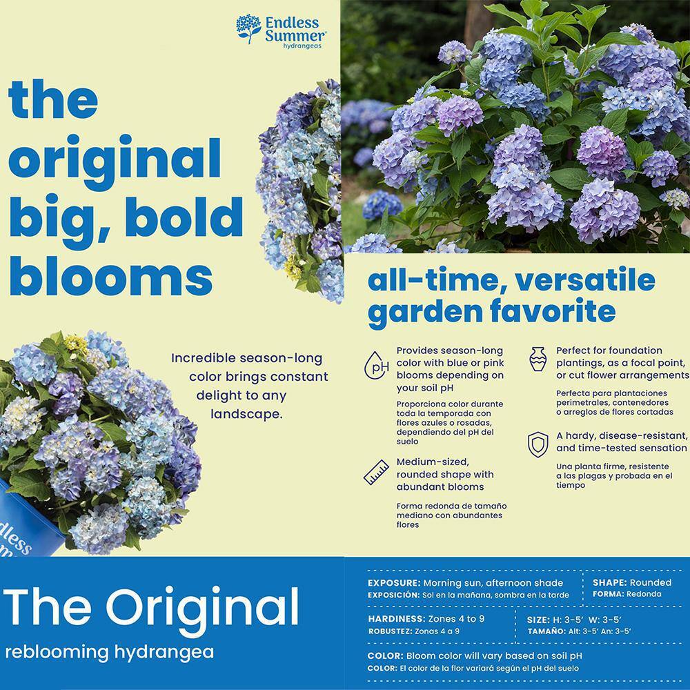 Endless Summer 1 Gal. The Original Reblooming Hydrangea Flowering Shrub with Pink or Blue Flowers 10530