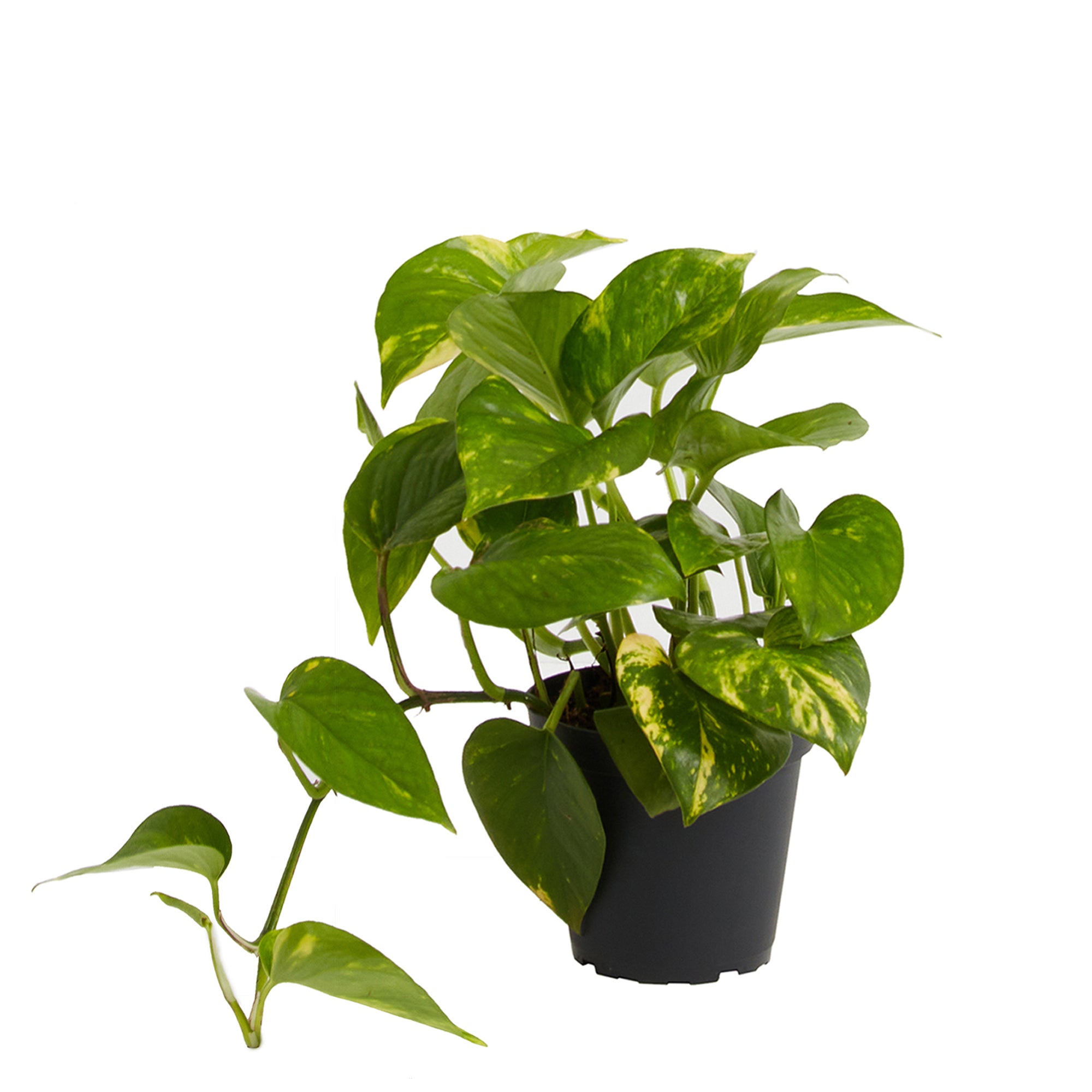 Everyone's Favorite Golden Pothos