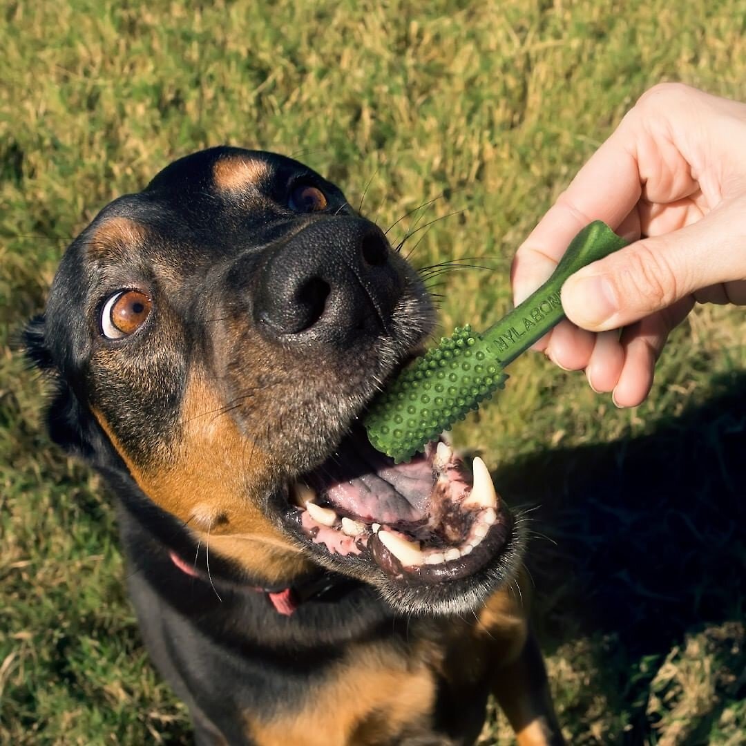 Nylabone Nutri Dent Limited Ingredients Large Fresh Breath Natural Dental Dog Treats， 20 count