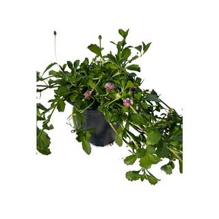 Cesicia Turkey Tangle Frogfruit Spreading Plant (3-Pack) MMPlant12