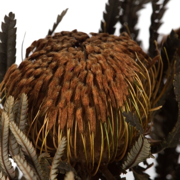 Vickerman 12 Autumn Banksia Foliage and FlowersPreserved，4 oz Bundle