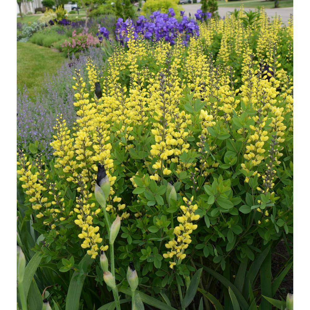 PROVEN WINNERS 3 Gal. Lemon Meringue Baptisia Live Perennial Plant (1-Pack) BAPTI3LEM1PK