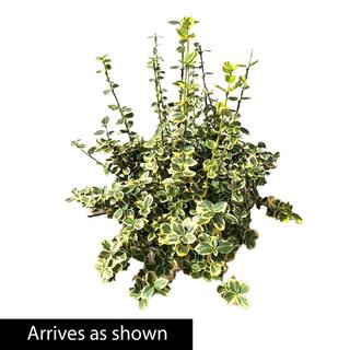 Spring Hill Nurseries 2.25 Gal. Pot Emerald and Gold Euonymus Live Broadleaf Evergreen Groundcover Shrub (1-Pack) 88701