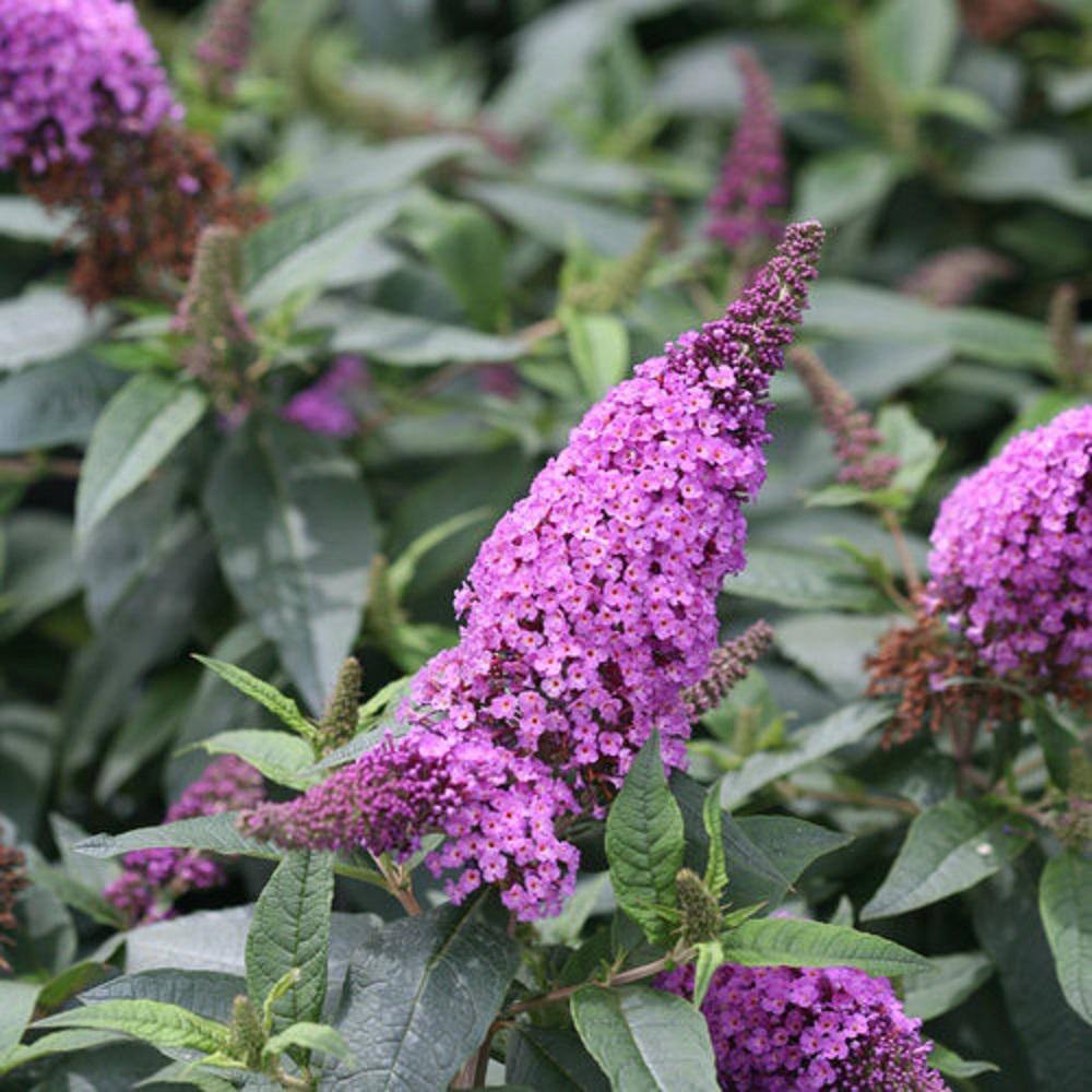 PROVEN WINNERS 3 Gal. Pugster Periwinkle Butterfly Bush (Buddleia) Live Shrub with Purple Flowers PWBUD3PER1PK