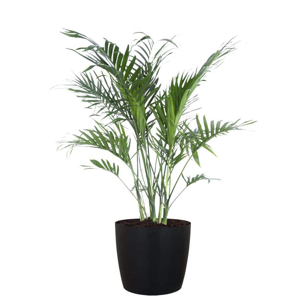 United Nursery Cat Palm Chamaedorea cataractarum Live Plant in 10 inch Premium Sustainable Ecopots Dark Grey Pot CPALM10DG